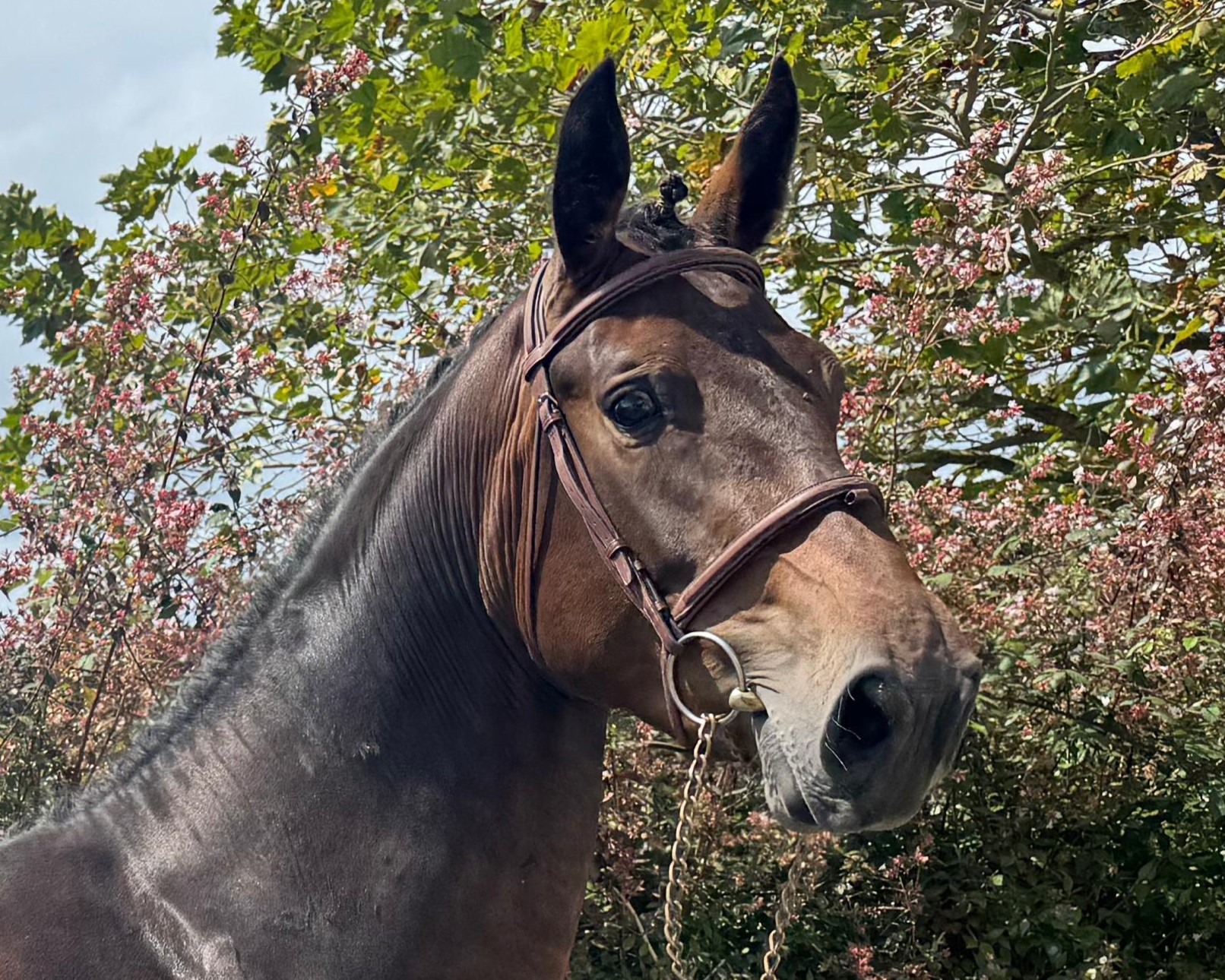 horse
